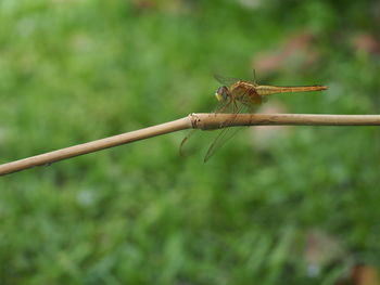 Close-up of insect on plant