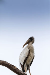 Gangly wood stork mycteria americana perches high in a pine tree above a swamp in naples, florida.