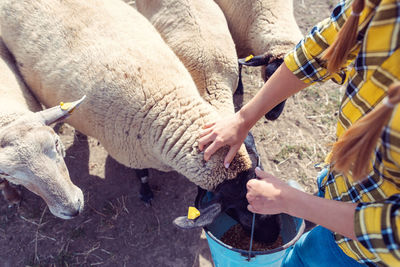 Midsection of woman feeding sheep in bucket