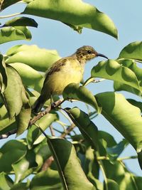 Low angle view of bird perching on tree against sky