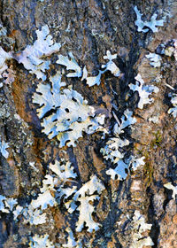 Full frame shot of tree trunk