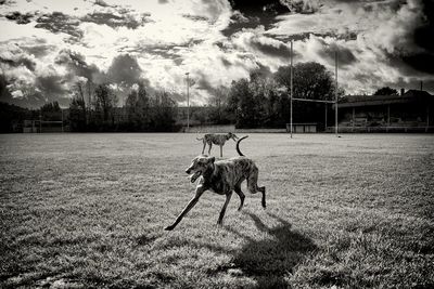 Dogs running on grassy field against sky
