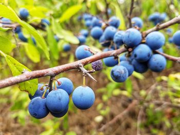 Close-up of grapes growing on plant