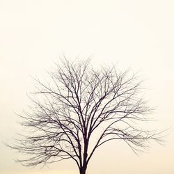 Low angle view of bare trees against sky