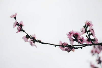 Close-up of cherry blossoms in spring