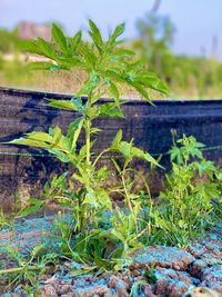 Close-up of plant growing on field