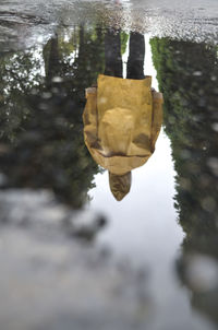 Close-up of leaf hanging on tree by lake