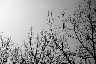 Low angle view of silhouette bare tree against clear sky