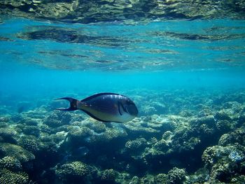 High angle view of fish swimming in sea