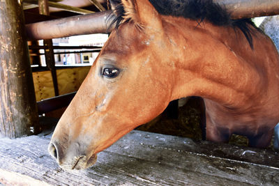 Close-up of horse in stable
