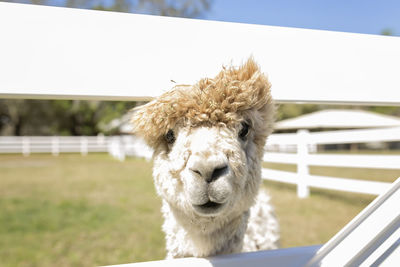 White furry head of huachaya alpaca sticking head through white fence