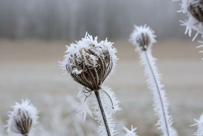 Close-up of plant