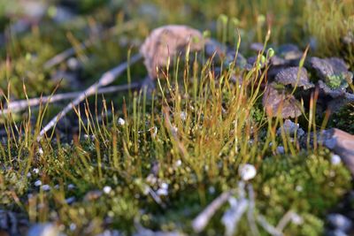 Close-up of crocus on field