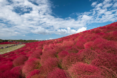 Scenic view of red plants against sky