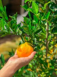 Close-up of hand holding orange on tree