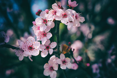 Close-up of pink cherry blossoms in spring