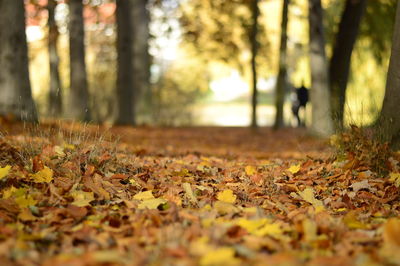 Fallen leaves on ground