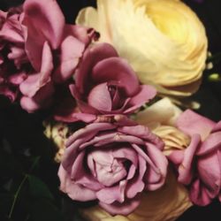 Close-up of flowers blooming outdoors