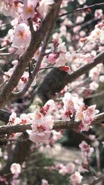 Close-up of cherry blossoms blooming on tree