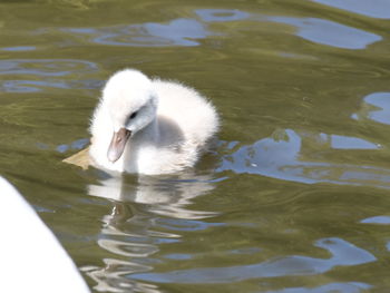 Swan swimming in lake