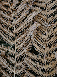 Full frame shot of plants