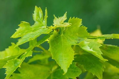 Close-up of insect on plant