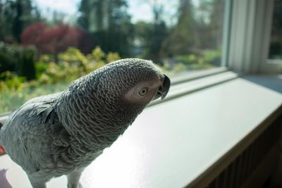 An african grey parrot standing on a windowsill next to a large window on a bright day