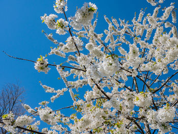 Ornamental apple tree with a white blossoms against a blue sky