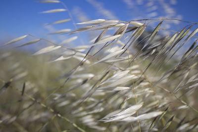 Close-up of plants growing on field against sky