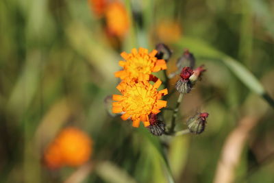 Close-up of bee pollinating on flower