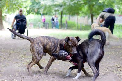 Two dogs on land