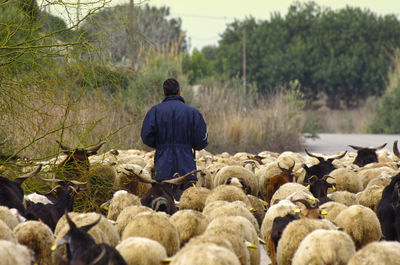 Rear view of herder walking amidst sheep on road