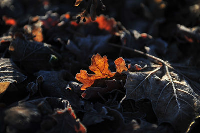 Close-up of autumn leaves