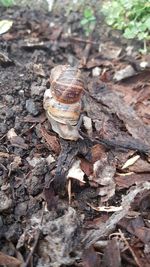 High angle view of shell on tree