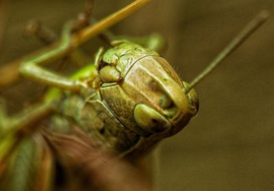 Close-up of insect on plant