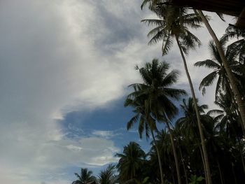 Low angle view of palm trees against cloudy sky