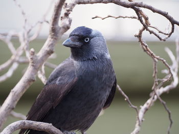 Raven perching on twig