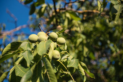 Close-up of berries growing on tree