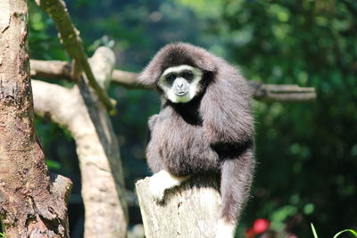 Monkey on tree at zoo