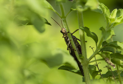 Close-up of insect on plant