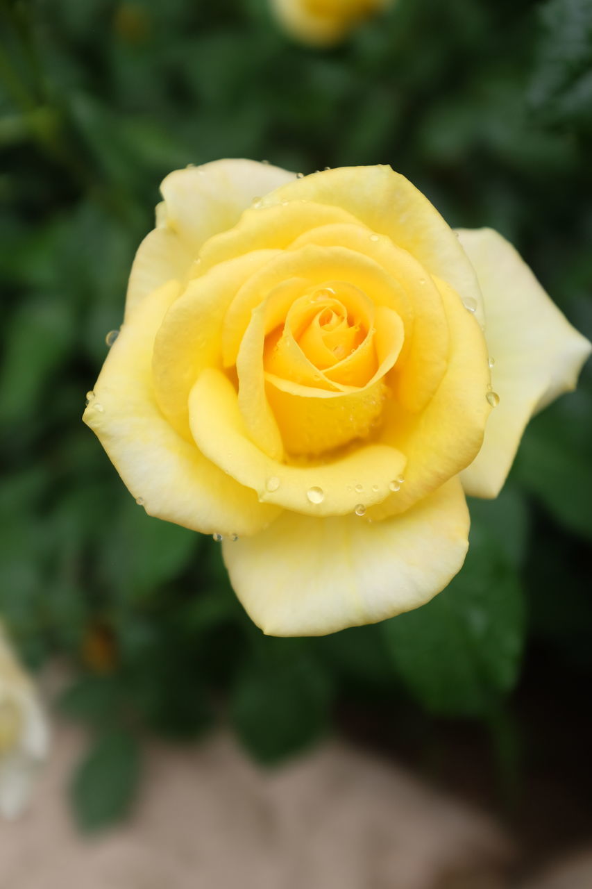 CLOSE-UP OF ROSE FLOWER