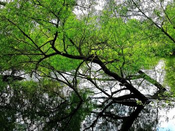 Low angle view of trees in forest
