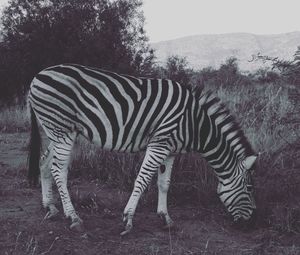 Zebra standing on field