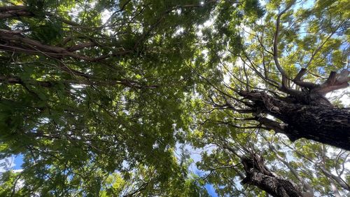 Low angle view of trees against sky