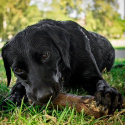 Close-up of dog on grassy field