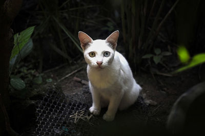 Portrait of white cat sitting on metal grate in backyard