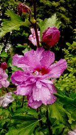 Close-up of pink flowers