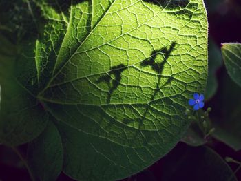 Close-up of fresh green plant