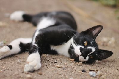 Close-up of cat lying down outdoors