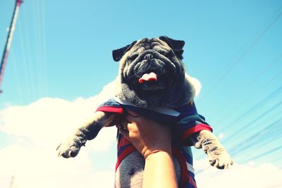 Low angle view of person holding small dog against sky